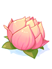 Flor de Lótus