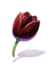 Tulipa Fúnebre