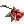 Veteran's Scarlet Rose