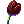 Tulipa Fúnebre