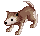 Filhote de Lobo do5 Deserto